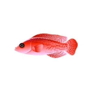 Red Spotted Dottyback